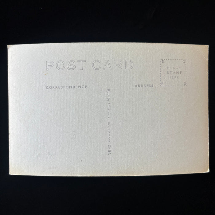 Vintage Postcard Kaibab National Forest Arizona Americana Road Trip Pine Trees