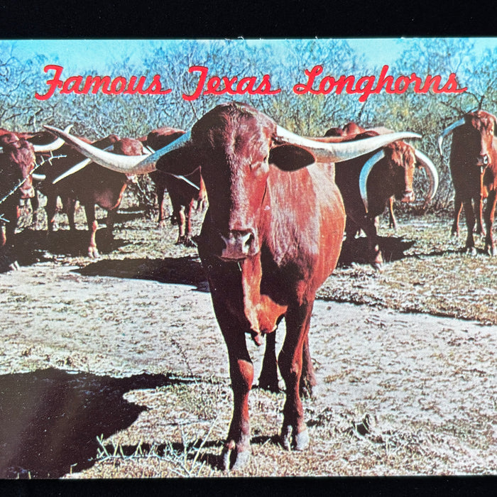 Vintage Postcard Lot Texas Americana Longhorns Cattle Ranch Hands Cowgirl Pinup