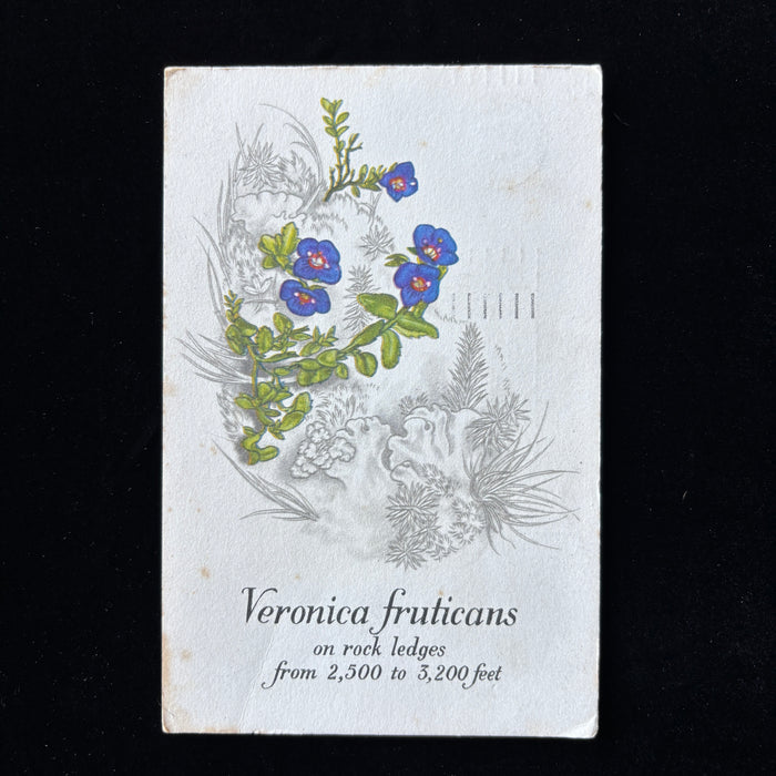 Vintage Postcard 1974 House Sale Purple Flowers National Trust Scotland Inglis
