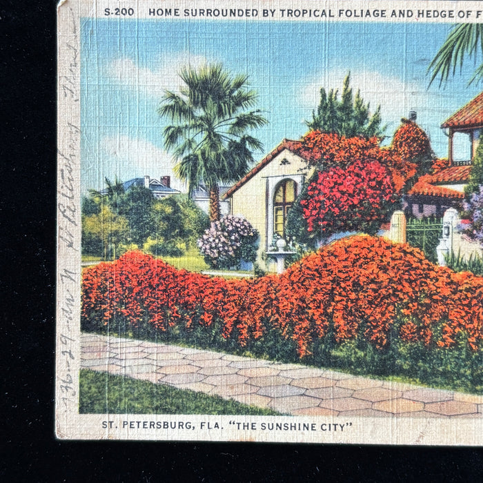 Vintage Postcard 1938 Snow Bird St Petersburg Florida Flame Vine Sunshine City