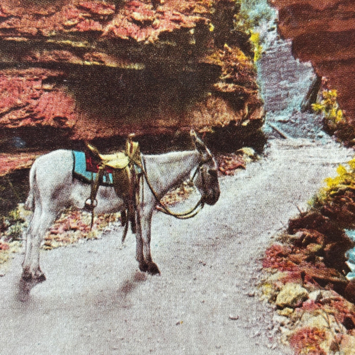 Antique Postcard 1912 Donkey The Narrows Williams Canon CO Green Mountain Falls