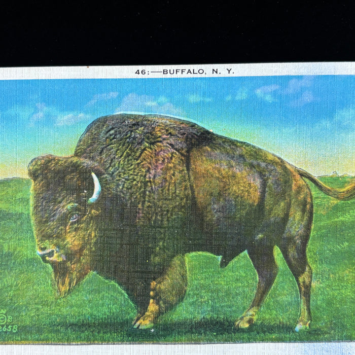 Vintage Postcard Lot Buffalo NY Bison Lafayette Square Rand St Joseph Cathedral