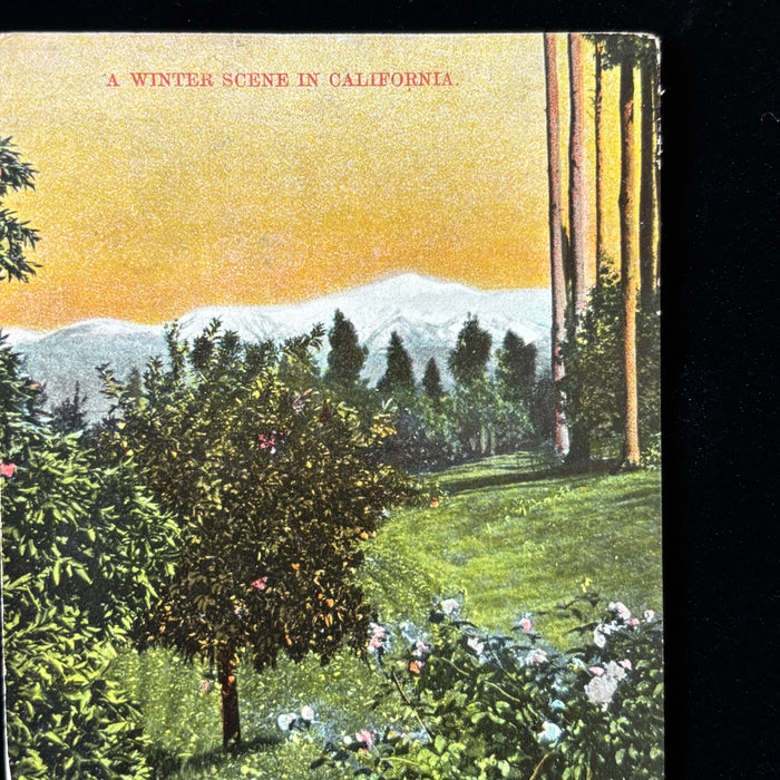 Vintage Postcard Lot California Nature Joshua Tree Desert Ocean Cactus Flowers
