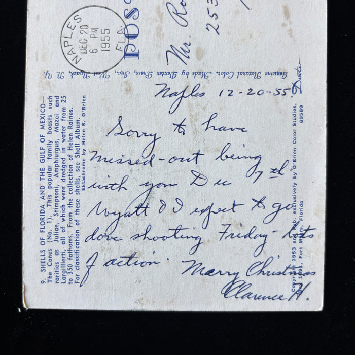Vintage Postcard 1955 Naples FL Rare Cone Sea Shells Dove Shooting Watertown NY