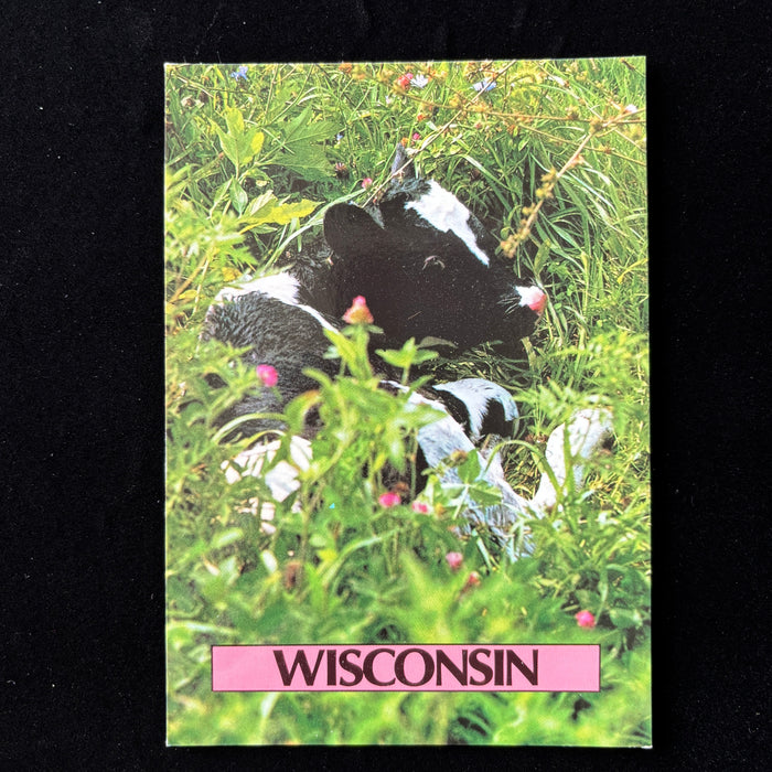 Vintage Postcard Wisconsin Cute Holstein Calf America's Dairyland Farm Scene Unused