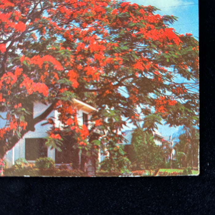 Vintage Postcard 1944 California Wildfire Disaster Florida Red Poinciana Tree