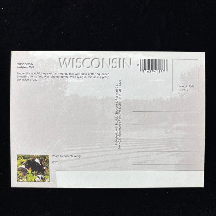 Vintage Postcard Wisconsin Cute Holstein Calf America's Dairyland Farm Scene Unused
