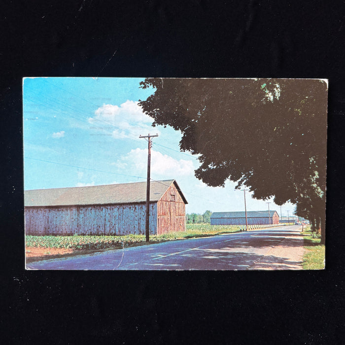 Vintage Postcard 1965 Tobacco Barns Pioneer Valley MA Springfield Grandparents