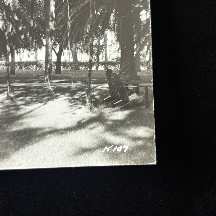 Vintage Postcard RPPC St Petersburg Florida Giant Banyan Tree Wildlife Botanical