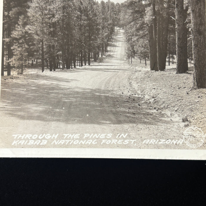 Vintage Postcard Kaibab National Forest Arizona Americana Road Trip Pine Trees