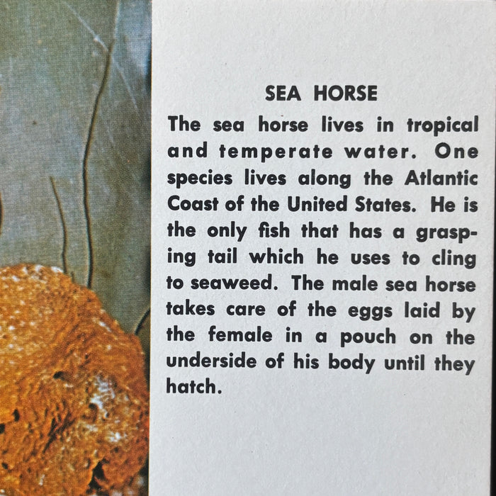 Vintage Postcard Lot Sea Horse Tale Ocean Gems Desert Reverie Antone Martin Poem