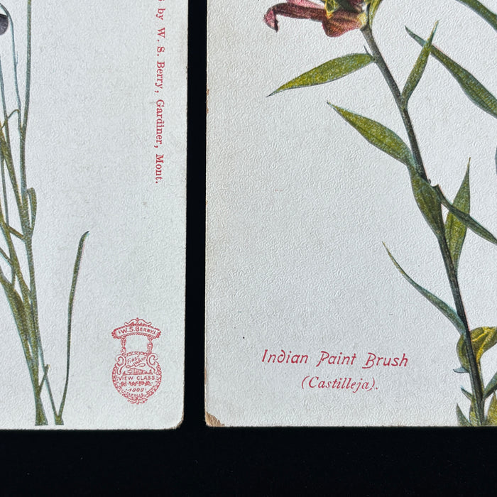 Antique Postcard Lot Botanical 1906 Wildflowers Berry Award Red Purple Montana