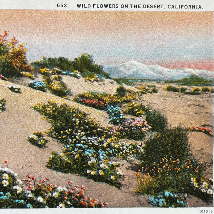 Vintage Postcard Lot California Nature Joshua Tree Desert Ocean Cactus Flowers