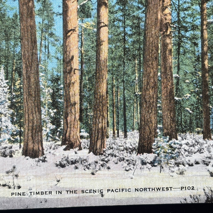 Vintage Postcard Lot Nature Mallard Birds Pacific Northwest Audubon Pine Trees