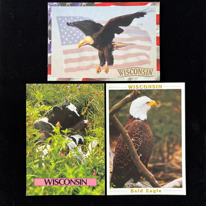 Vintage Postcard Lot Of 3 Wisconsin Bald Eagle American Flag Holstein Calf Cow
