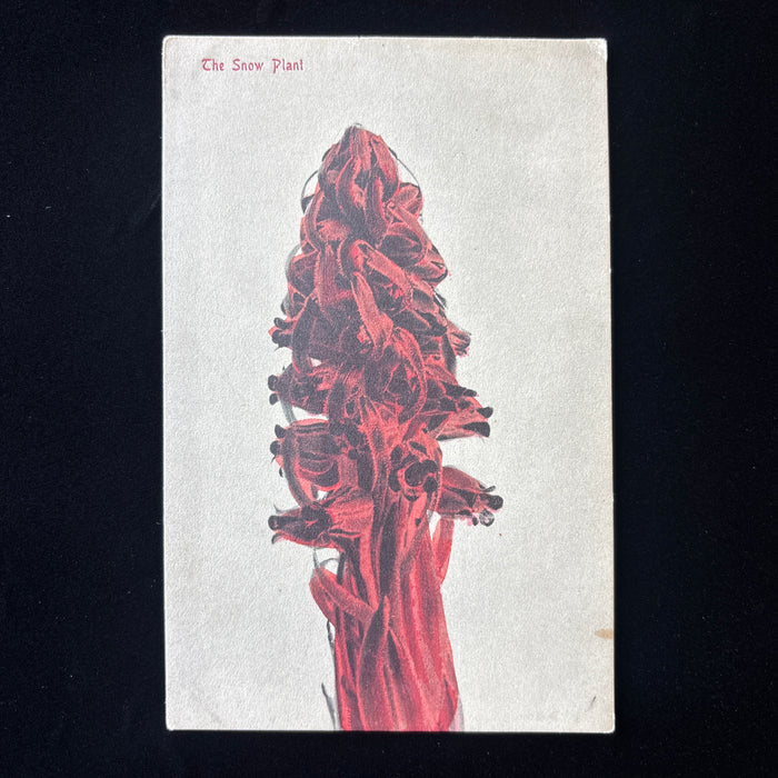 Antique Postcard 1910s Snow Plant $20 Fine Yosemite Park Botanical Red Flower