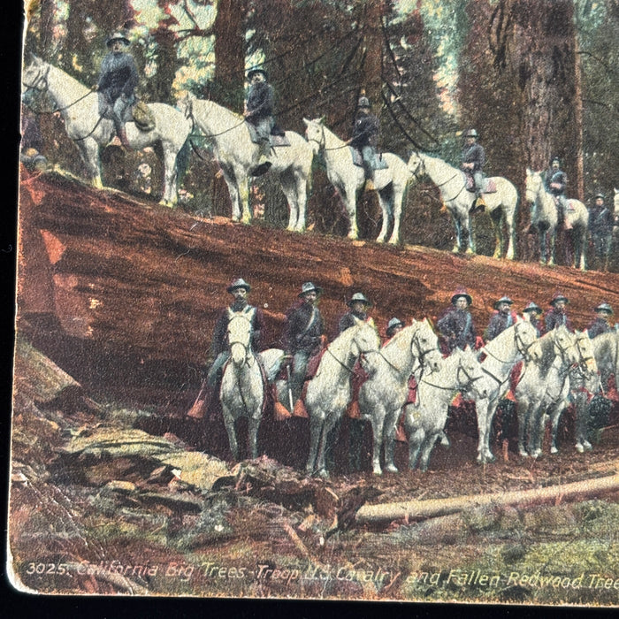 Vintage Postcard Lot Historic Horse Cavalry Trees Sam Houston Treaty Greenville