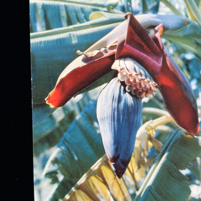 Vintage Postcard Lot Hawaii Maui Kauai Kona Honolulu Surf Hotels Beach Flowers
