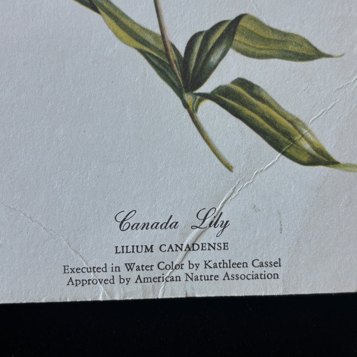 Vintage Postcard 1961 Shaky Greetings Canada Lily Flower Botanic Artist Rockwood