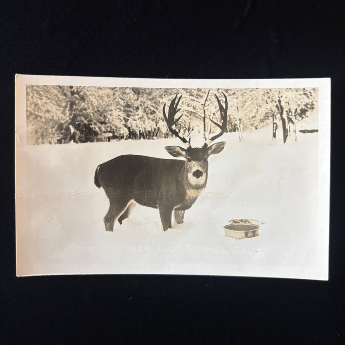Vintage Postcard 1950 RPPC Tommy Deer Lick Springs CA Snow Platina Post History