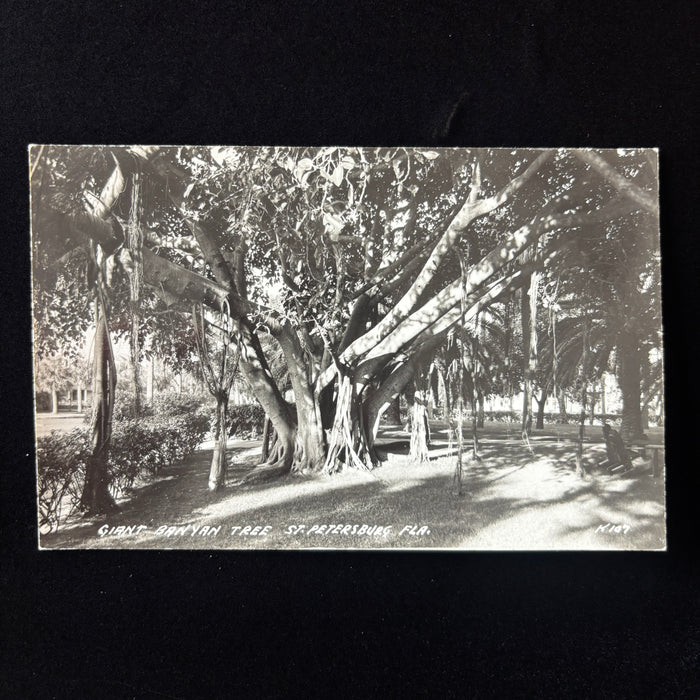 Vintage Postcard RPPC St Petersburg Florida Giant Banyan Tree Wildlife Botanical