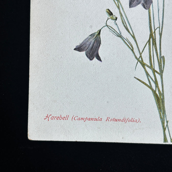 Antique Postcard Lot Botanical 1906 Wildflowers Berry Award Red Purple Montana