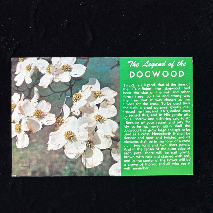 Vintage Postcard 1965 Legend Of The Dogwood Atlanta GA Christian Inspirational
