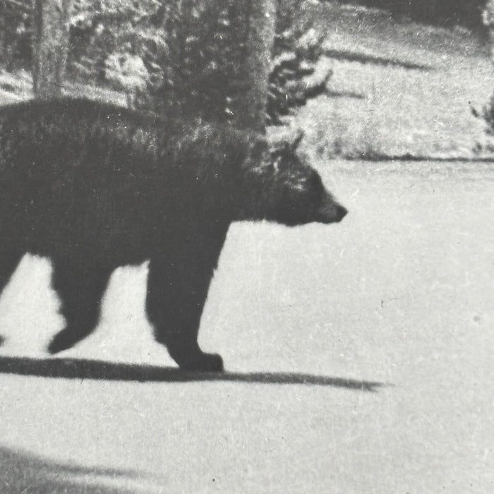 Vintage Postcard 1948 RPPC Black Bear Cubs Wildlife Iron Mt Michigan Fishing