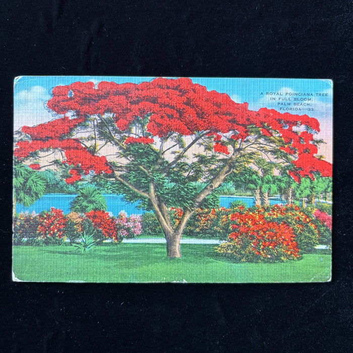 Vintage Postcard 1939 Royal Poinciana Palm Beach FL Red Tree Art Boynton Beach