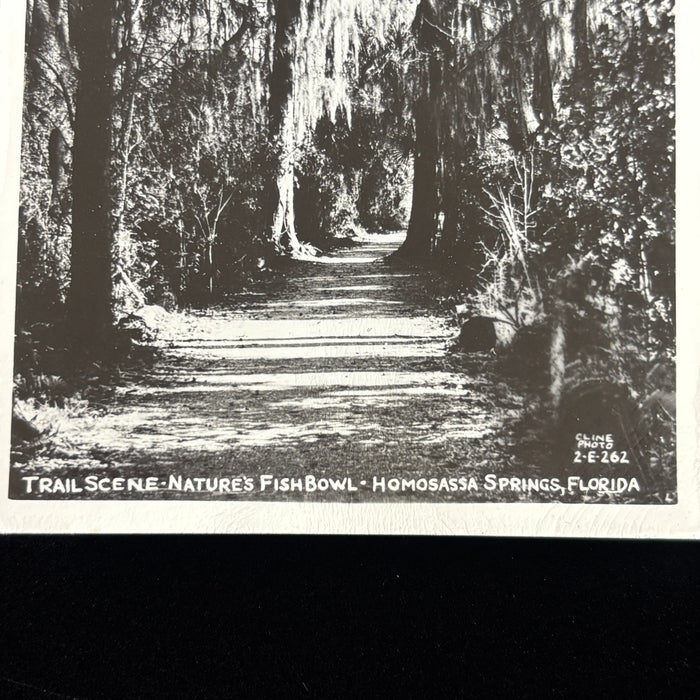 Vintage Postcard 1948 RPPC Homosassa Springs Florida Natures Fishbowl Trail