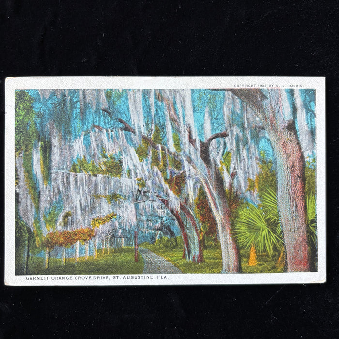 Antique Postcard 1927 Garnett Orange Grove Drive Moss Oaks St Augustine Florida