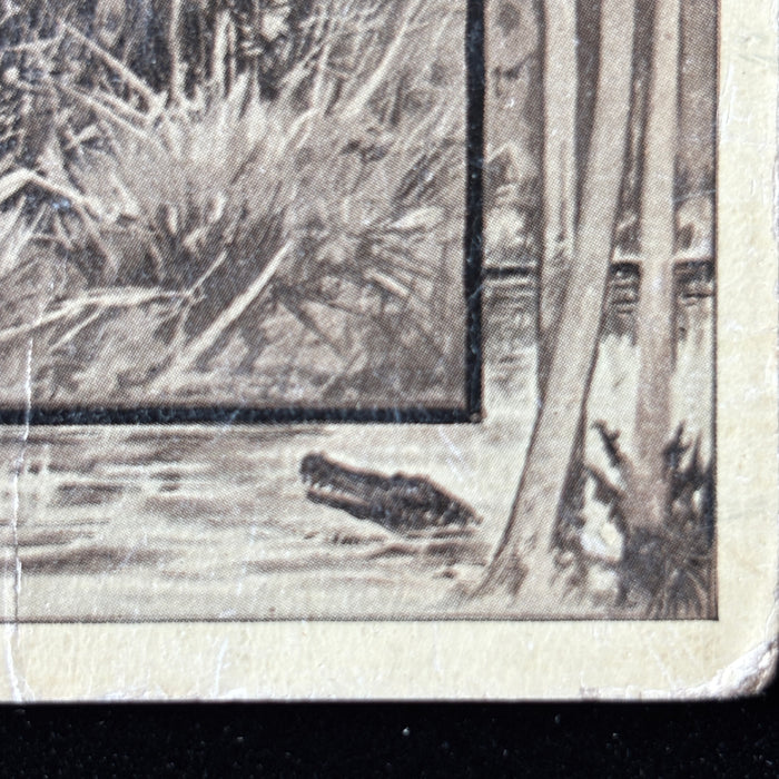 Antique Postcard 1909 Tiger Man-eater Hunting Boat Alligator African Safari Series
