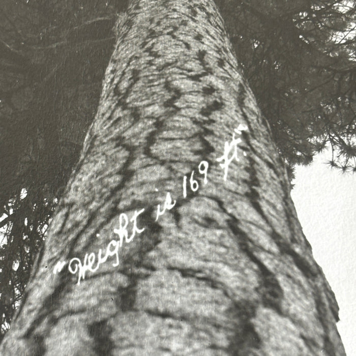 Vintage Postcard RPPC Giant Ponderosa Pine Tree Hwy 62 Oregon Art Ray Forestry