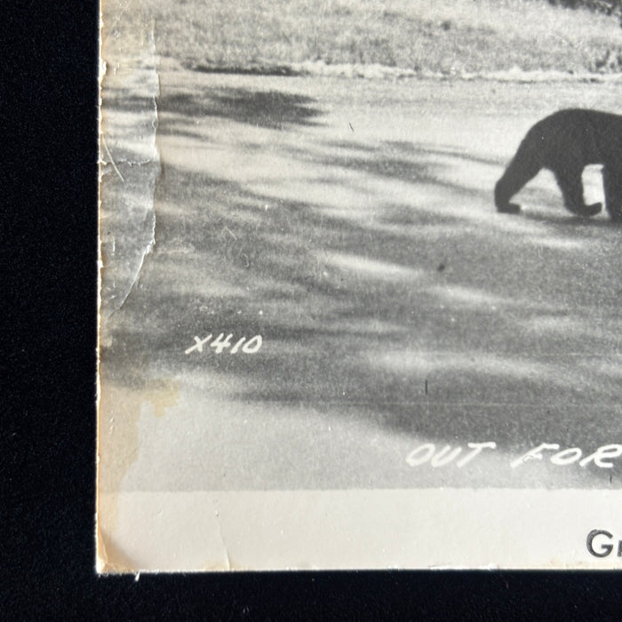 Vintage Postcard 1948 RPPC Black Bear Cubs Wildlife Iron Mt Michigan Fishing