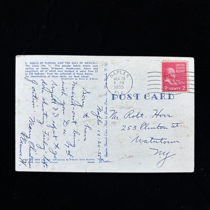 Vintage Postcard 1955 Naples FL Rare Cone Sea Shells Dove Shooting Watertown NY