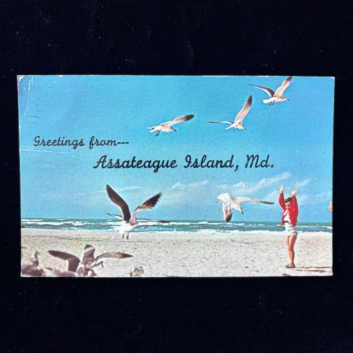 Vintage Postcard 1971 Assateague Island MD Beach Girl Seagulls Berlin Maryland