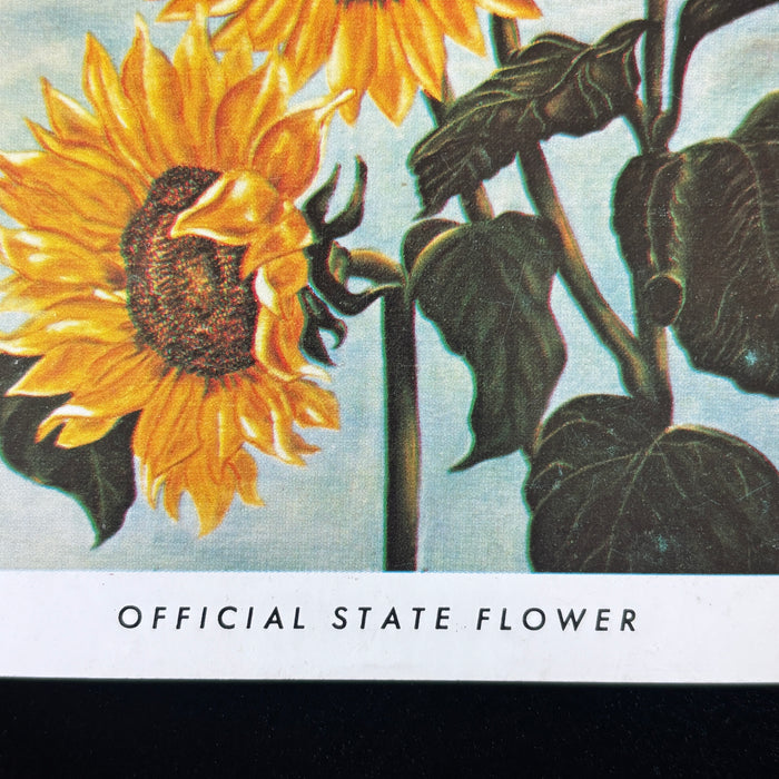 Vintage Postcard Lot Kansas State Flower Sunflower Anemone Nyla Thompson