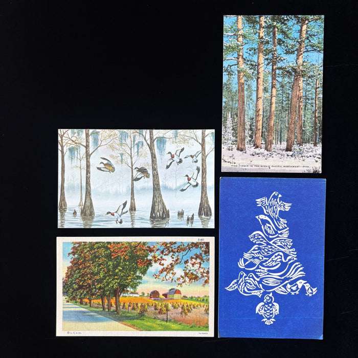 Vintage Postcard Lot Nature Mallard Birds Pacific Northwest Audubon Pine Trees
