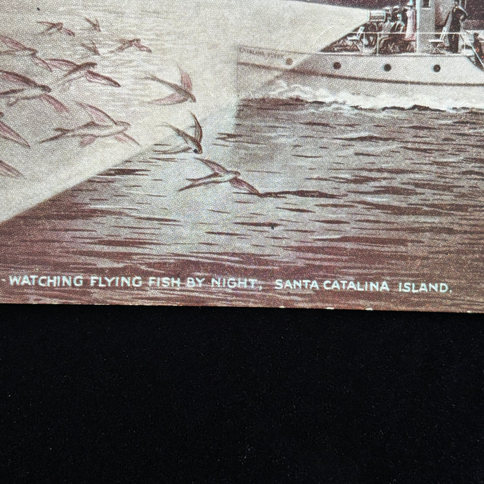 Vintage Postcard Flying Fish Catalina Island Night Fishing Excursion Boat CA