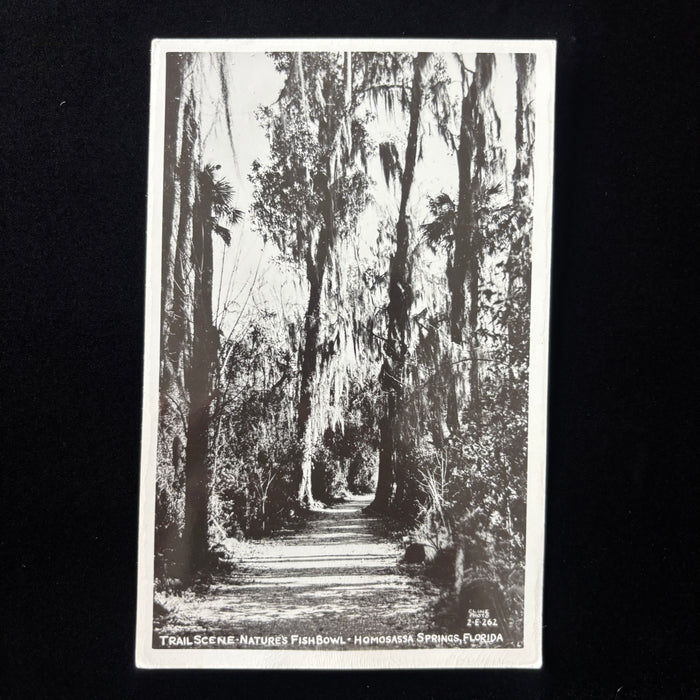 Vintage Postcard 1948 RPPC Homosassa Springs Florida Natures Fishbowl Trail