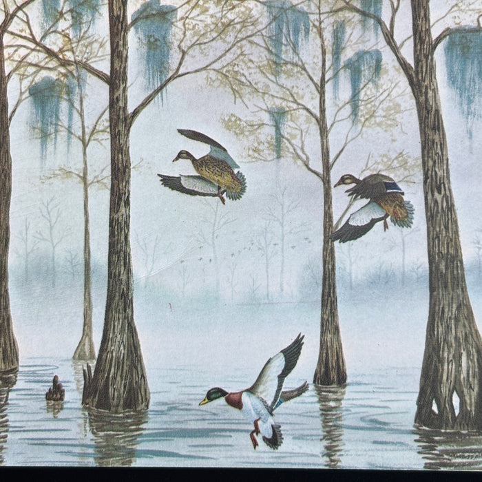 Vintage Postcard Lot Nature Mallard Birds Pacific Northwest Audubon Pine Trees