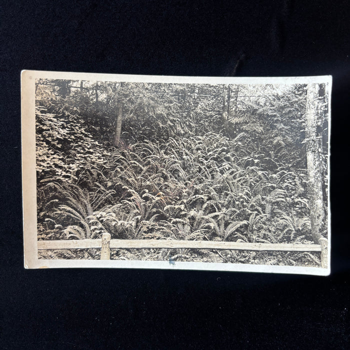 Vintage Postcard RPPC Botanical Wild Fern Rustic Landscape Rustic Woodland Velox