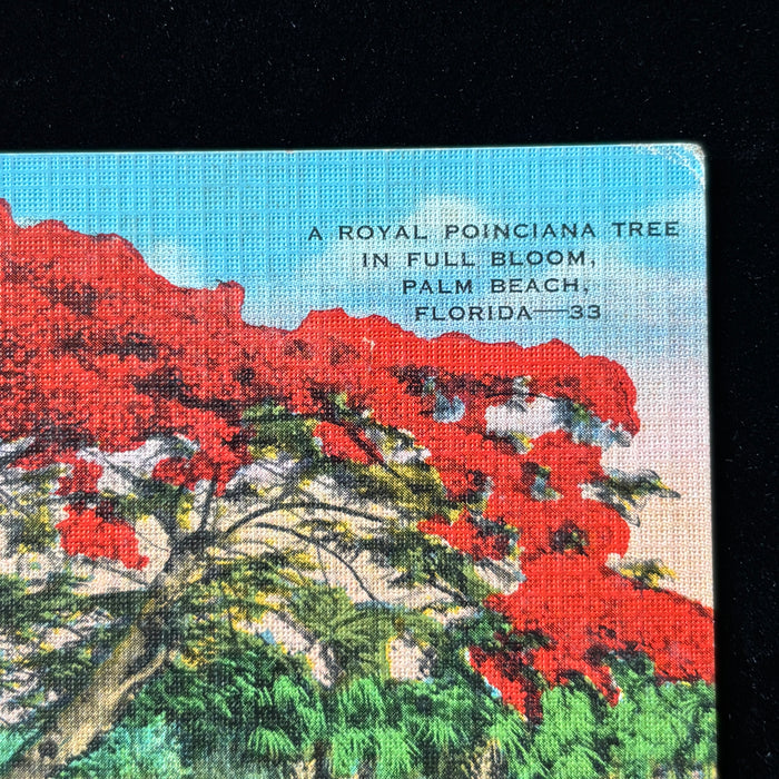 Vintage Postcard 1939 Royal Poinciana Palm Beach FL Red Tree Art Boynton Beach