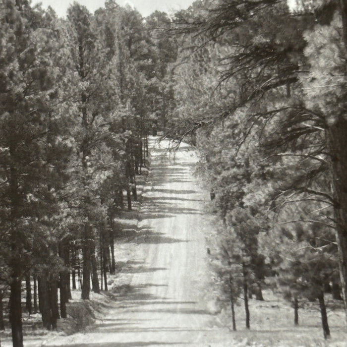Vintage Postcard Kaibab National Forest Arizona Americana Road Trip Pine Trees