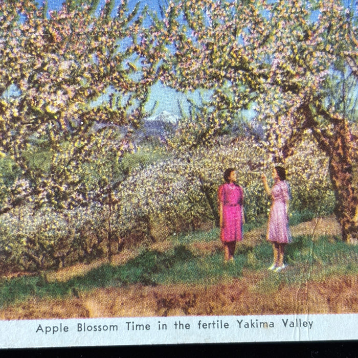 Vintage Postcard 1946 Soldier Mail Yakima Valley Apple Blossoms Fort Belvoir VA