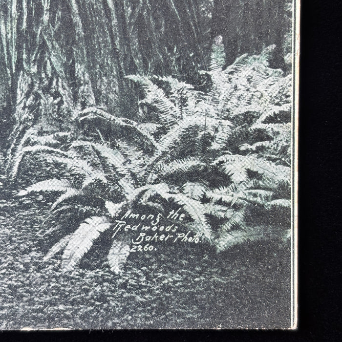 Antique Postcard 1908 Theatre Dance Redwoods Harris Humboldt County California