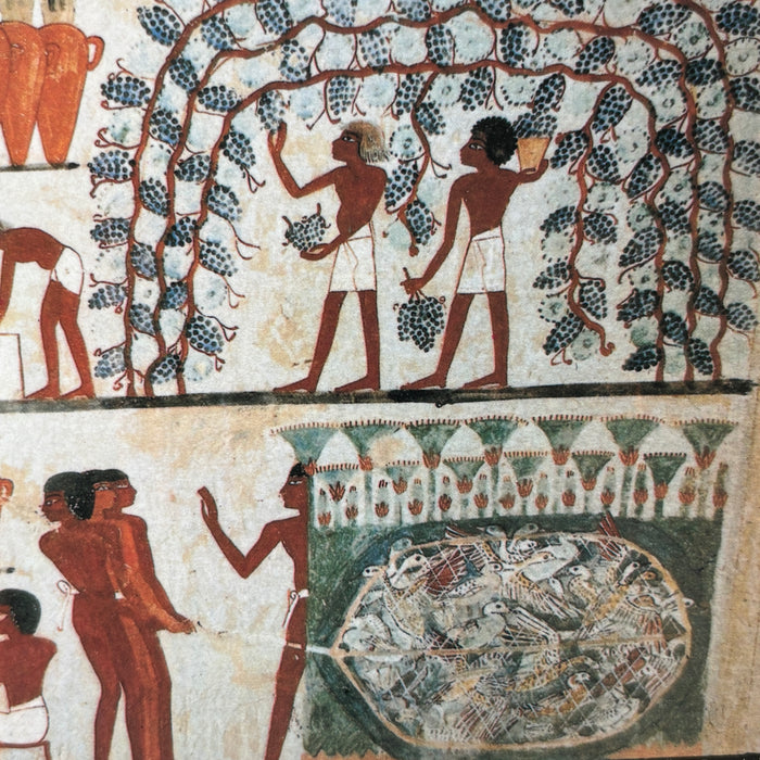 Vintage Postcard Lot Luxor Egypt Tombs Nobles Vineyards Sennefer Bronze Age Art