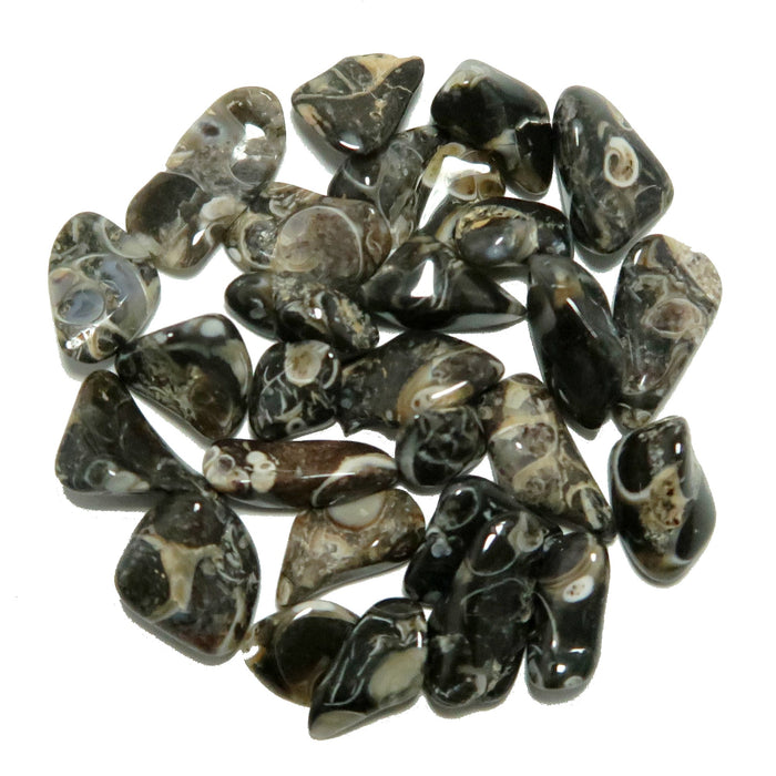 mini agate turritella agate tumbled stones