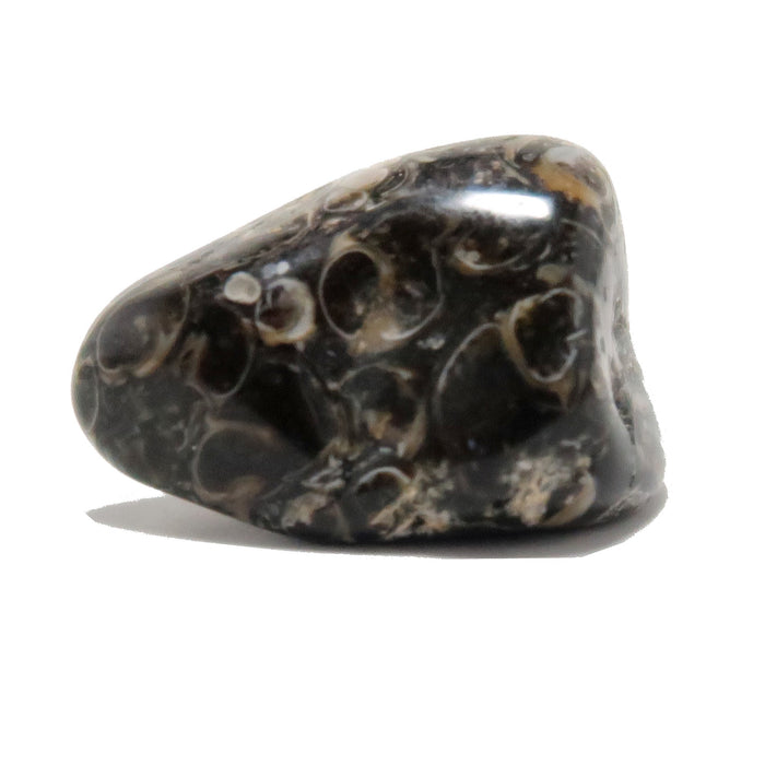turritella agate tumbled stone