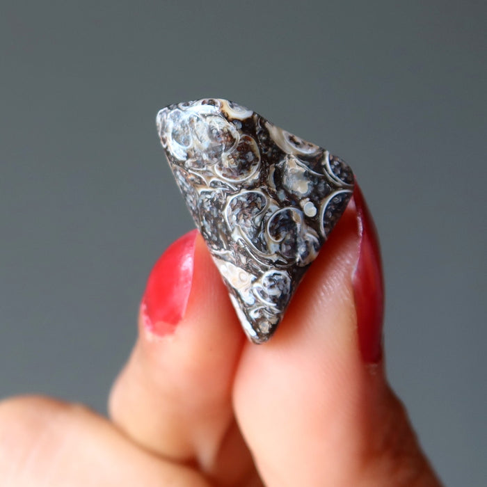 Turritella Agate Tumbled Stone Fossilized Crystal